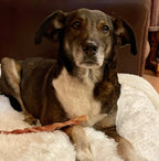 Odourless Braided Pizzle / Bully Stick - Dogs Go Shop Natural Dog Chew - Grain & Gluten Free