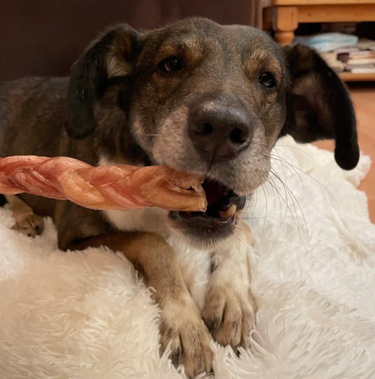 Odourless Braided Pizzle / Bully Stick - Chewbox Natural Dog Chew - Grain & Gluten Free