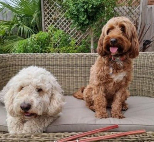 Odourless Pizzle / Bully Stick Long - Chewbox Natural Dog Chew - Grain & Gluten Free