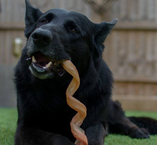 Odourless Spiral Pizzle / Bully Stick - Chewbox Natural Dog Chew - Grain & Gluten Free