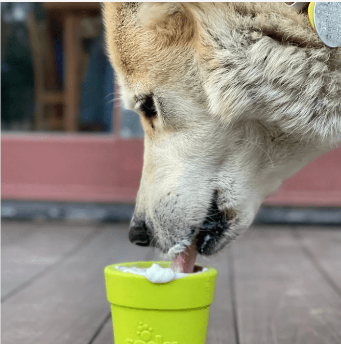 Dog licking treats from the SodaPup Flower Pot toy