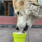 Dog licking treats from the SodaPup Flower Pot toy