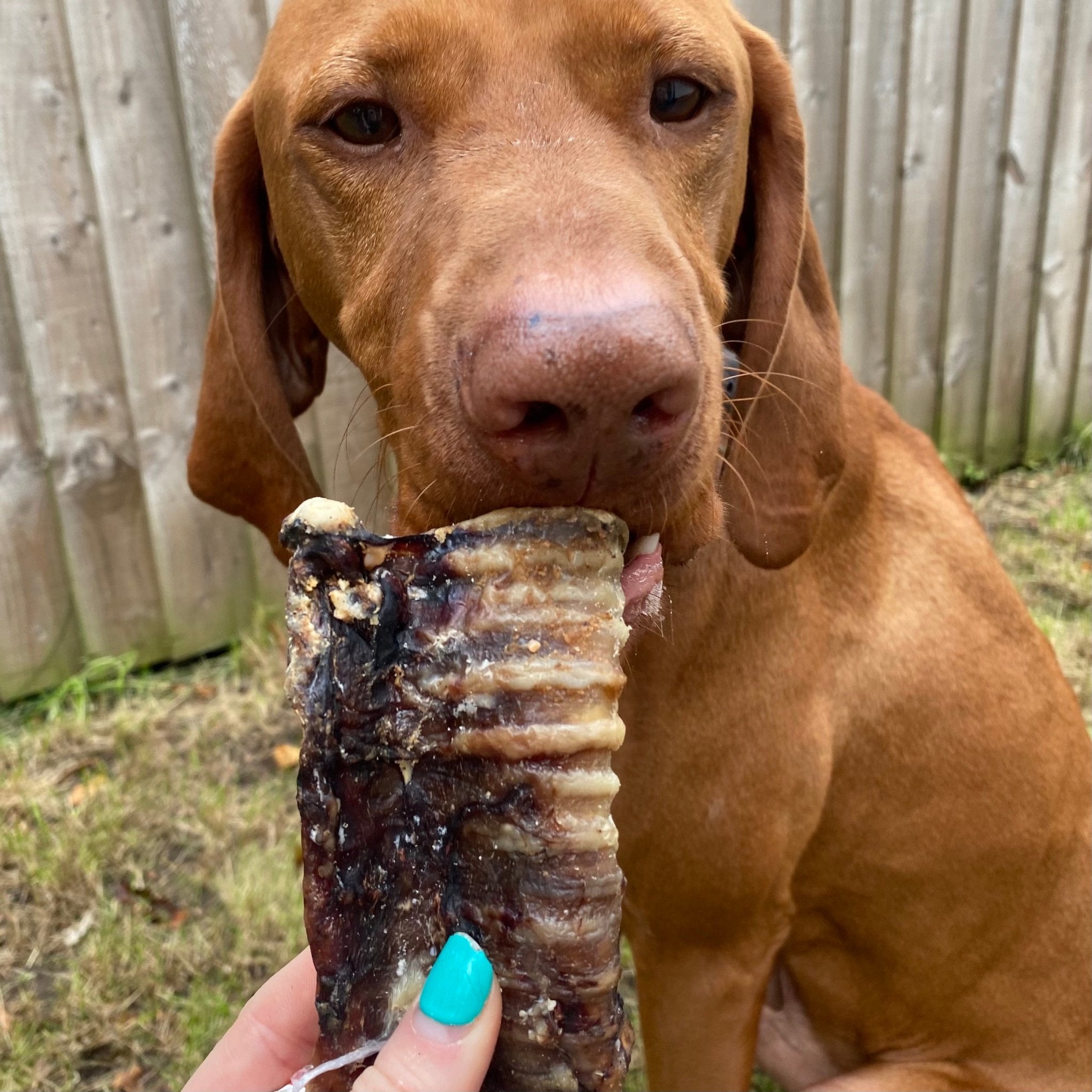 Beef Trachea Filled - Long 30cm - Chewbox Natural Dog Chew - Grain & Gluten Free