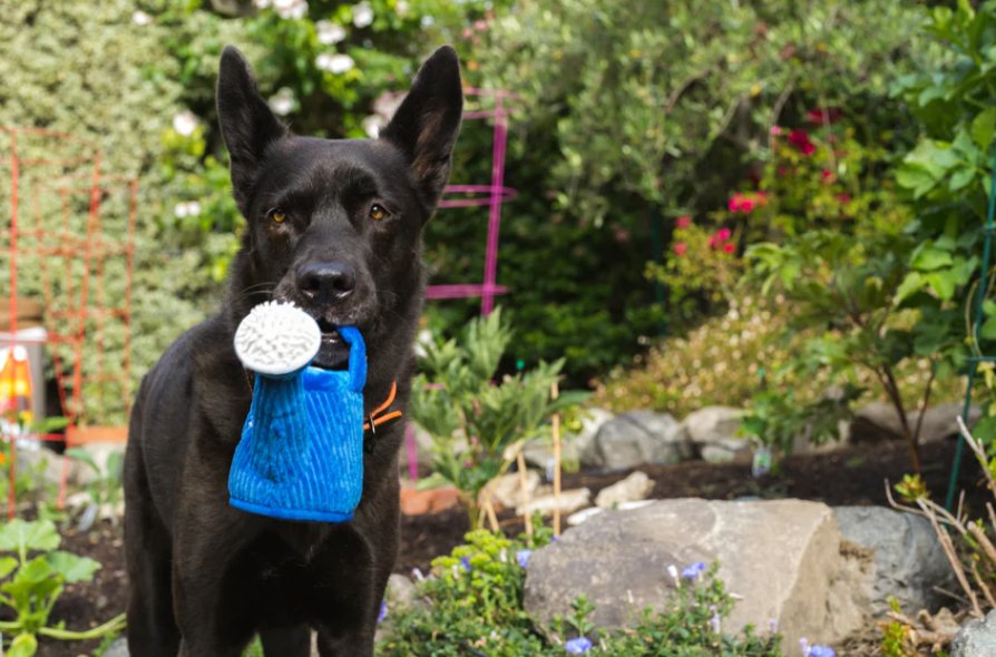 Blooming Buddies Wagging Watering Can - Chewbox Natural Dog Chew - Grain & Gluten Free