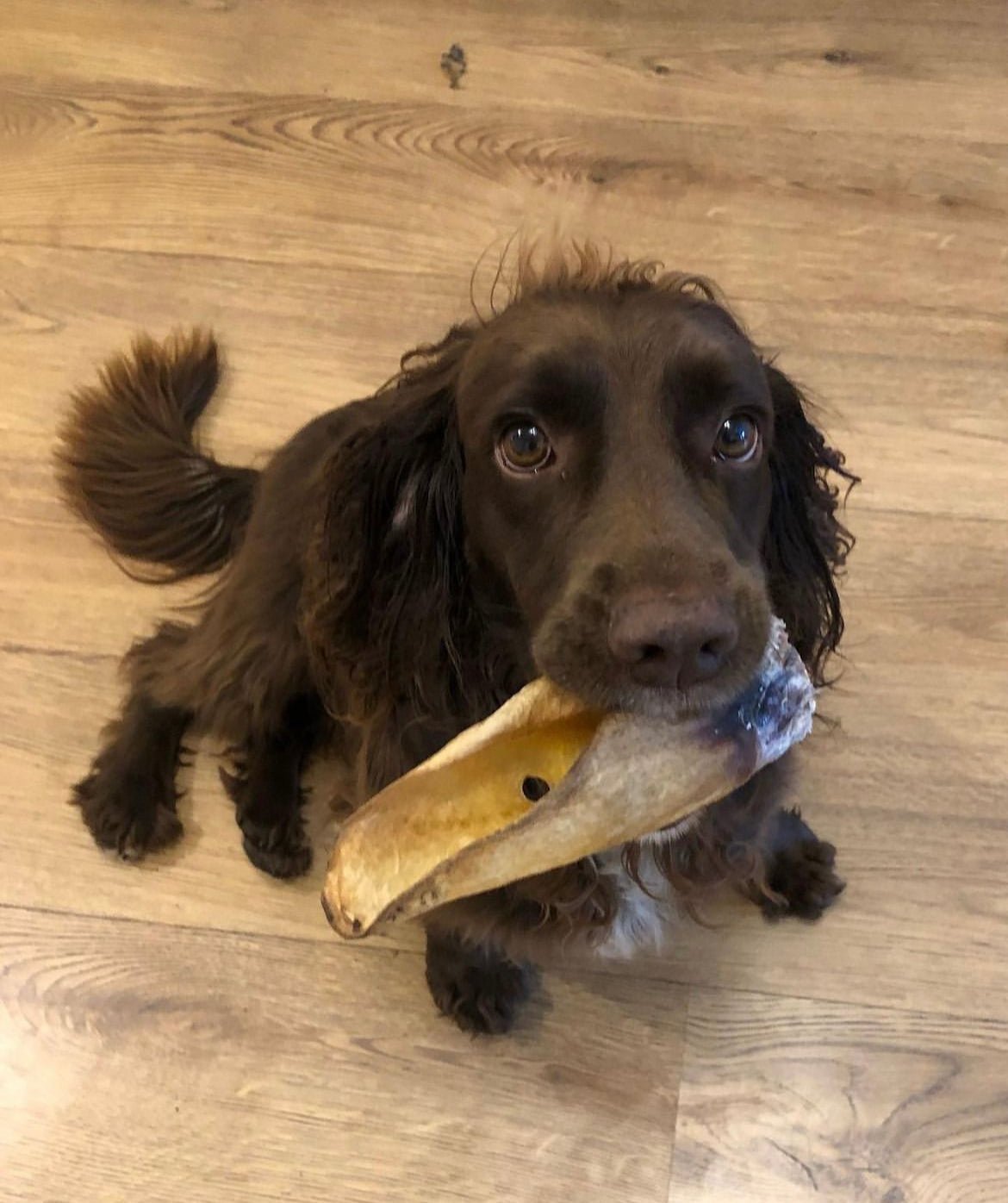 Buffalo Ears - Dogs Go Shop Natural Dog Chew - Grain & Gluten Free