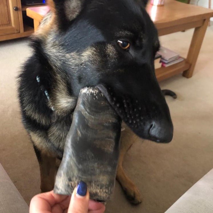 Gray horn best sale dog