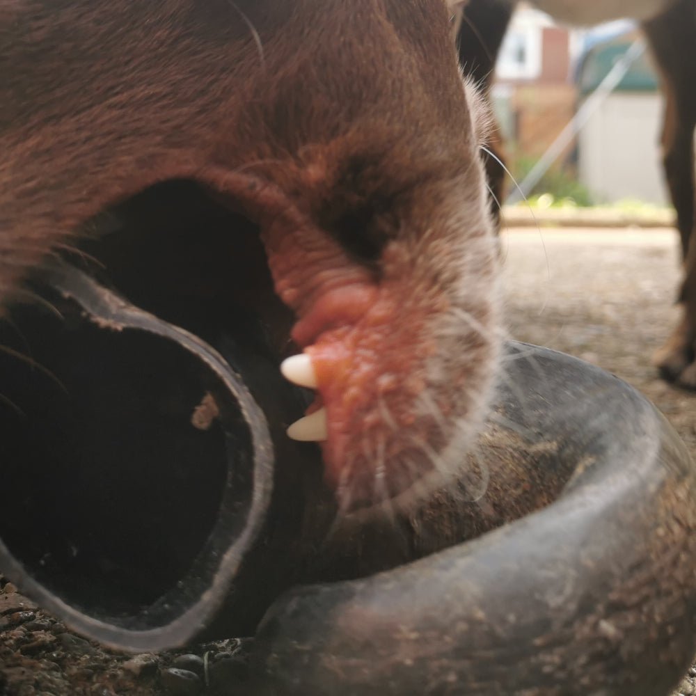 Buffalo Horns - Chewbox Natural Dog Chew - Grain & Gluten Free