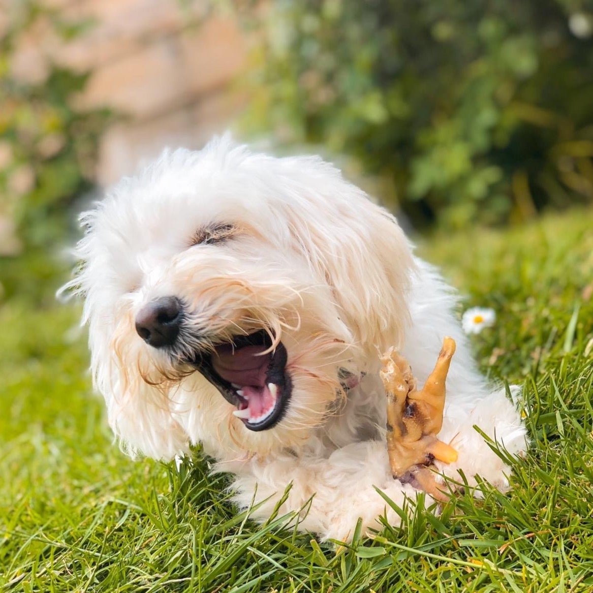 Puffed Chicken Feet - Dogs Go Shop Natural Dog Chew - Grain & Gluten Free