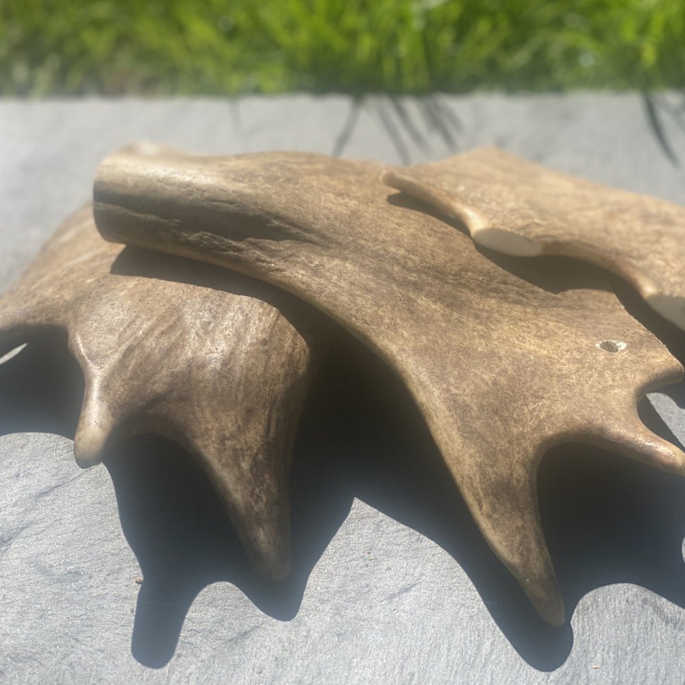 Deer Antlers - Dogs Go Shop Natural Dog Chew - Grain & Gluten Free