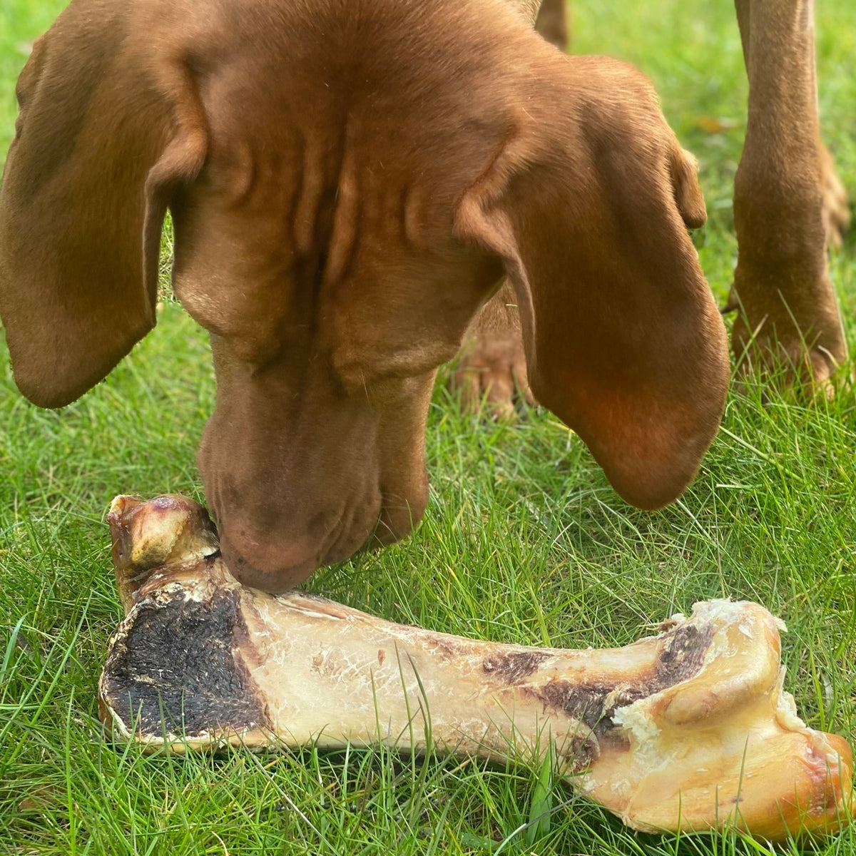 Ostrich Bones - Dogs Go Shop Natural Dog Chew - Grain & Gluten Free