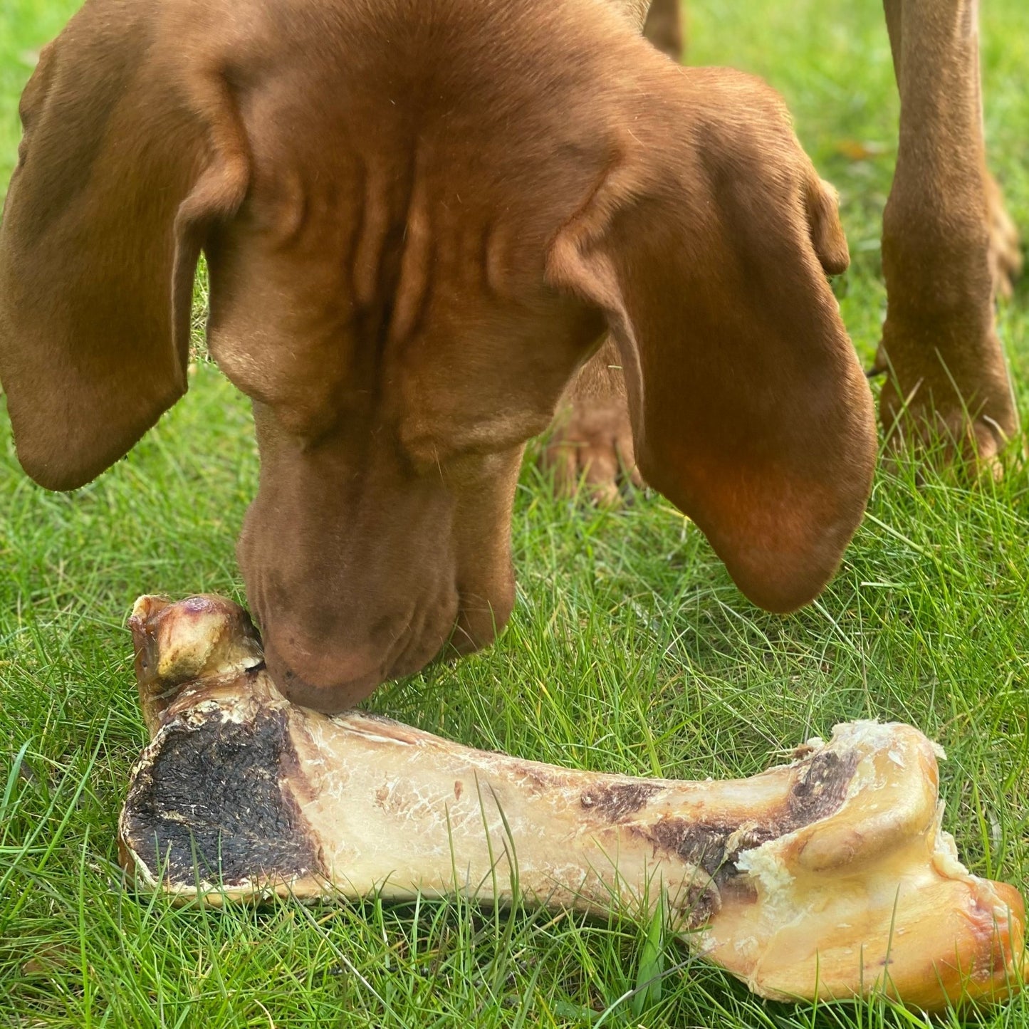 Ostrich Bones - Chewbox Natural Dog Chew - Grain & Gluten Free