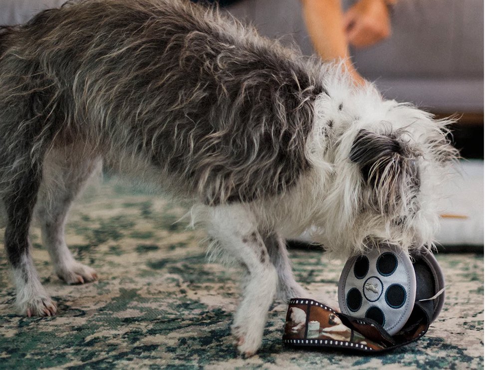 Hollywoof Movie Reel Dog Toy - Chewbox Natural Dog Chew - Grain & Gluten Free