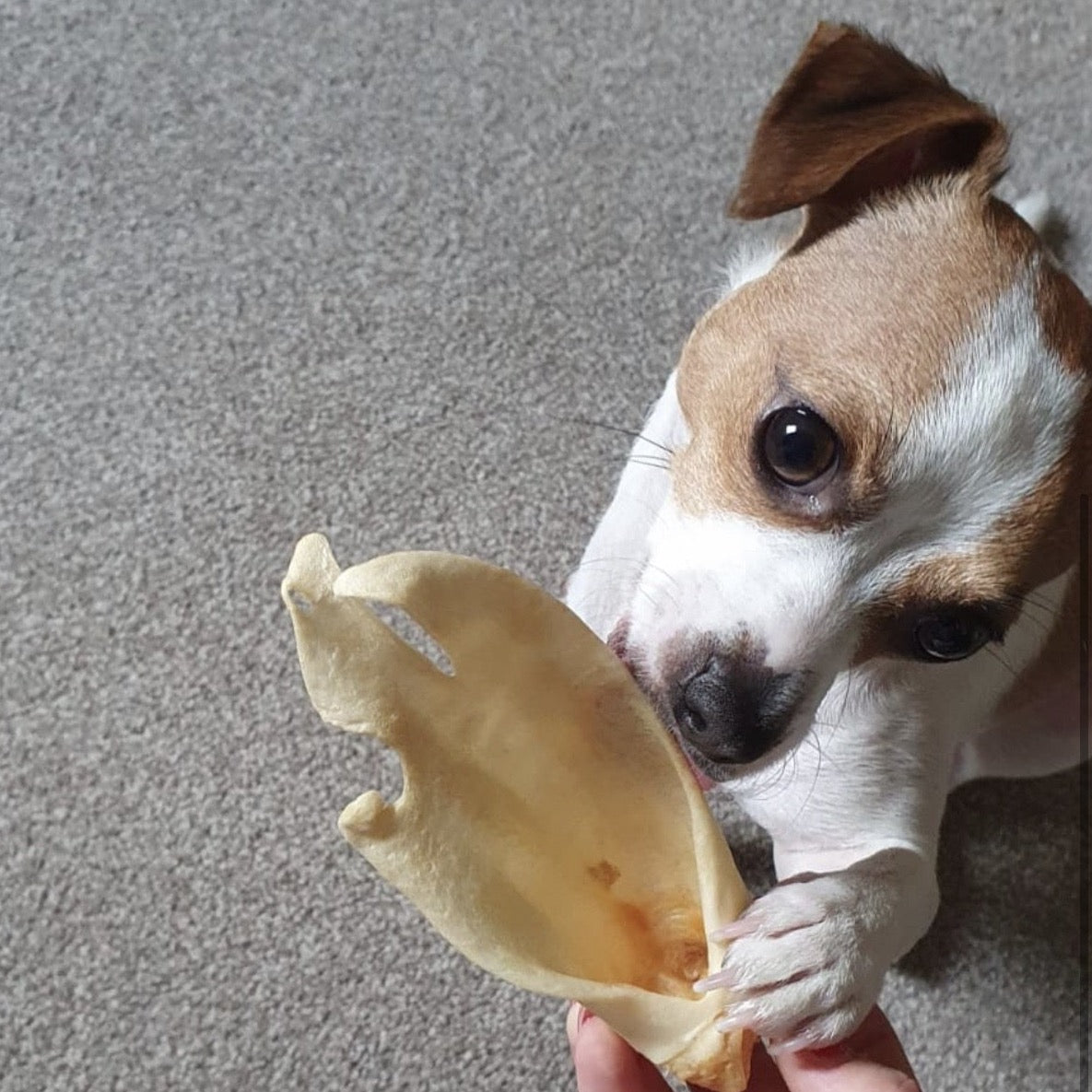 Lamb Ears - Fur or No Fur - Chewbox Natural Dog Chew - Grain & Gluten Free