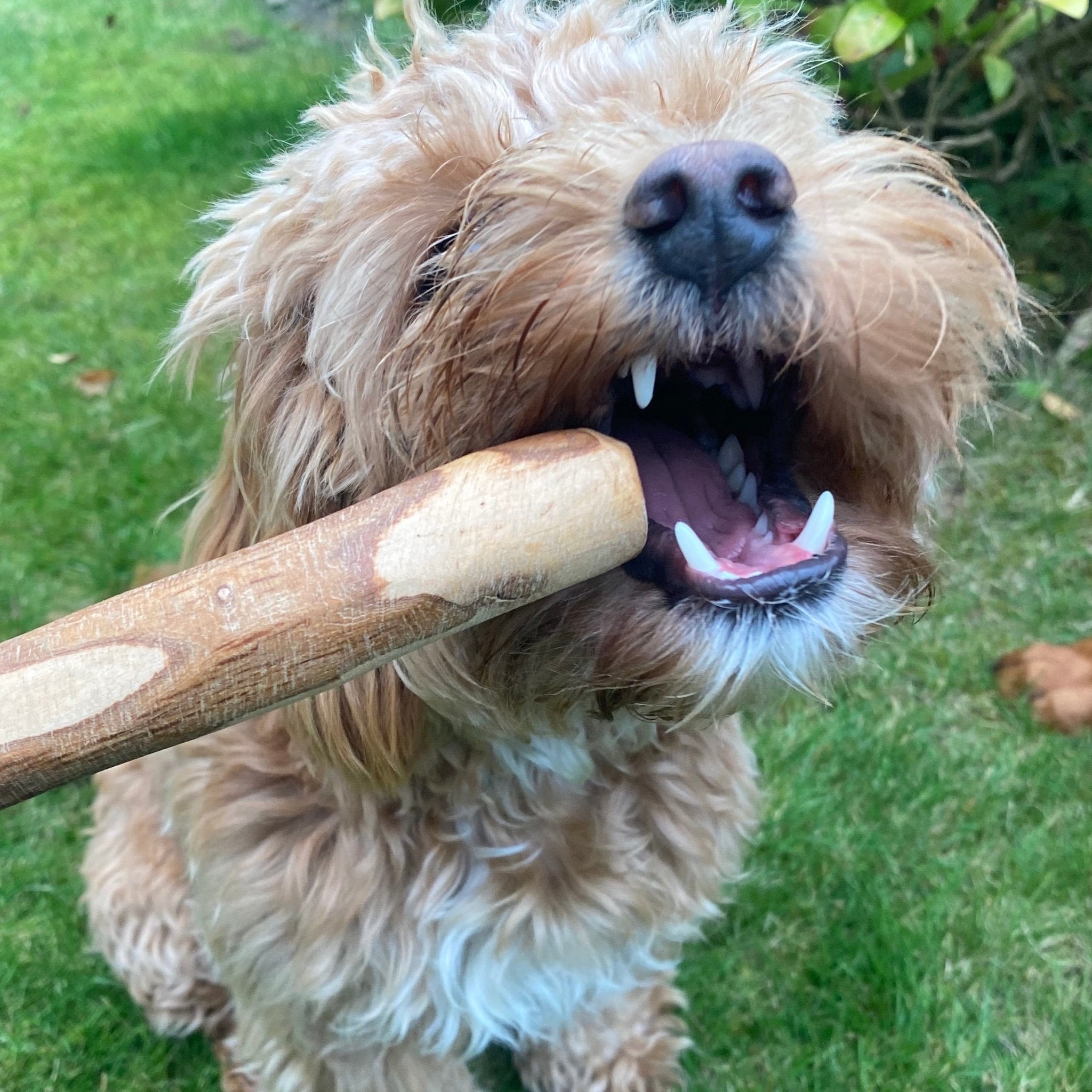 Olive Wood Chews - Chewbox Natural Dog Chew - Grain & Gluten Free
