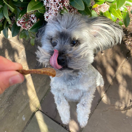 Ostrich Curls - Chewbox Natural Dog Chew - Grain & Gluten Free
