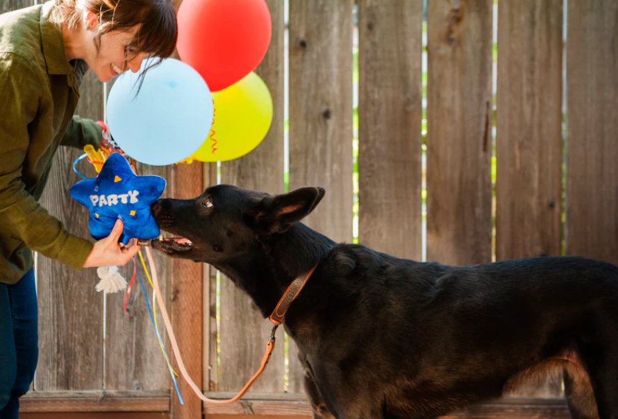 Party Time Best Day Ever Balloon Plush Dog Toy - Chewbox Natural Dog Chew - Grain & Gluten Free