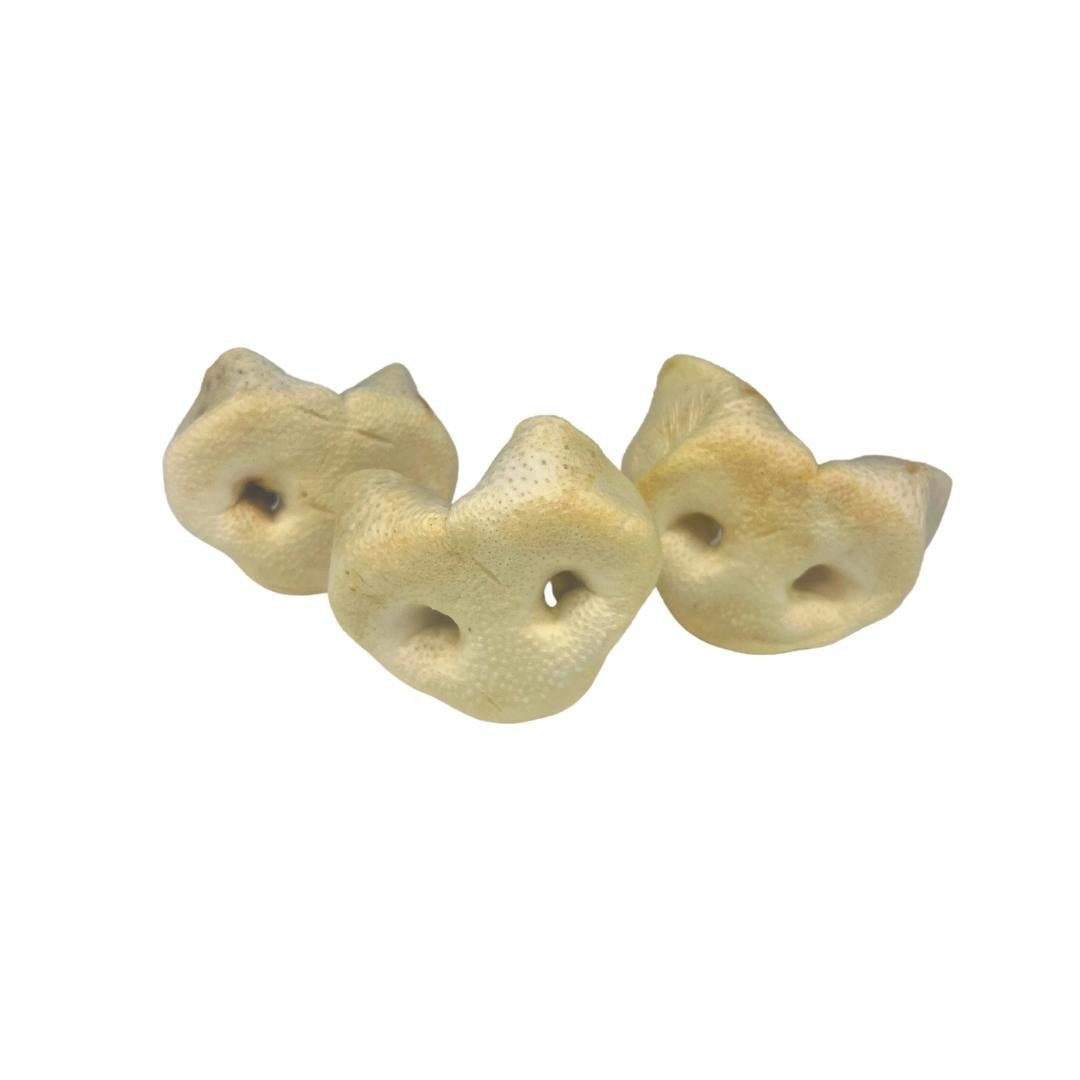 Puffed Pig Snouts - Chewbox Natural Dog Chew - Grain & Gluten Free