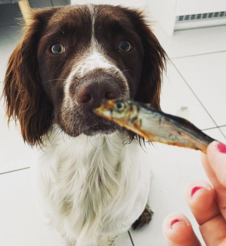 Sprats - 200g - Chewbox Natural Dog Chew - Grain & Gluten Free