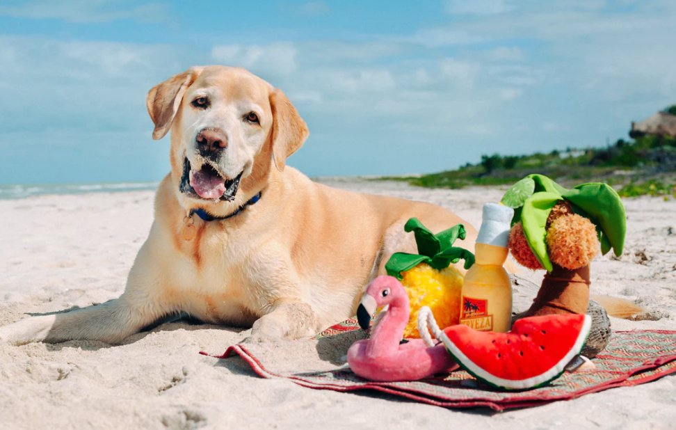 Tropical Paradise Paws Up Pineapple - Chewbox Natural Dog Chew - Grain & Gluten Free