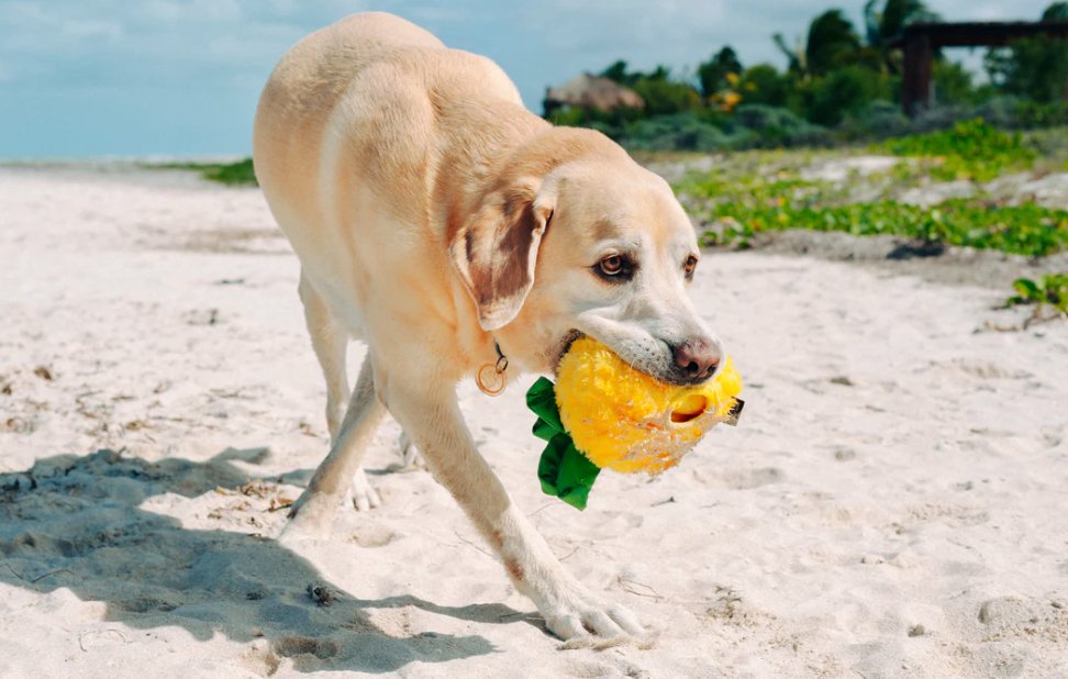 Tropical Paradise Paws Up Pineapple - Chewbox Natural Dog Chew - Grain & Gluten Free