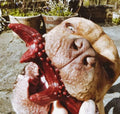 Vegetarian Peanut Butter Antlers - Dogs Go Shop Natural Dog Chew - Grain & Gluten Free