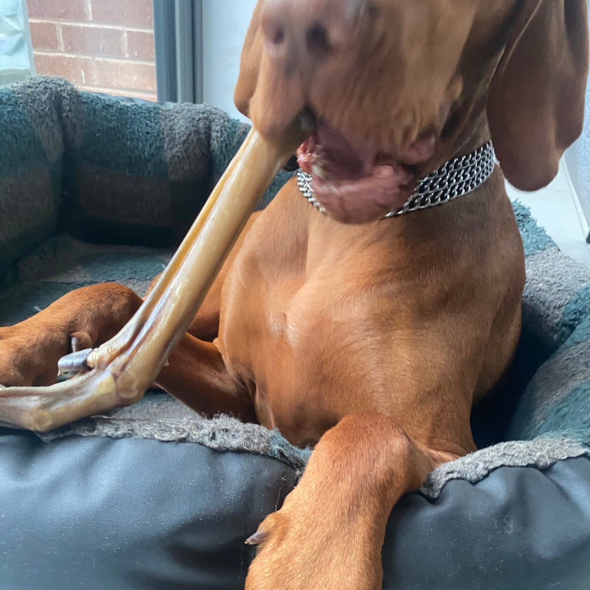 Venison Leg - Fur or No Fur - Dogs Go Shop Natural Dog Chew - Grain & Gluten Free
