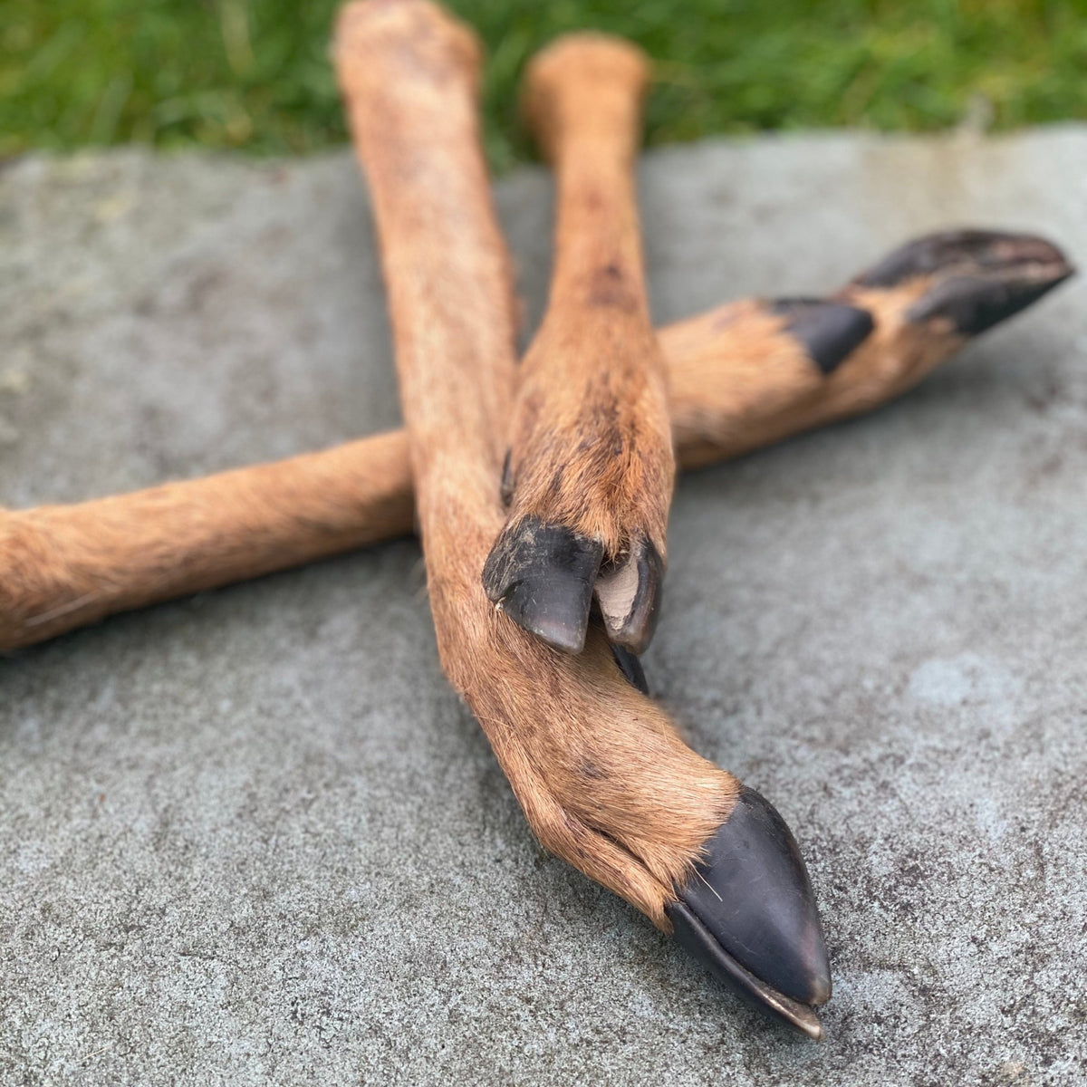 Venison Leg - Fur or No Fur - Dogs Go Shop Natural Dog Chew - Grain & Gluten Free