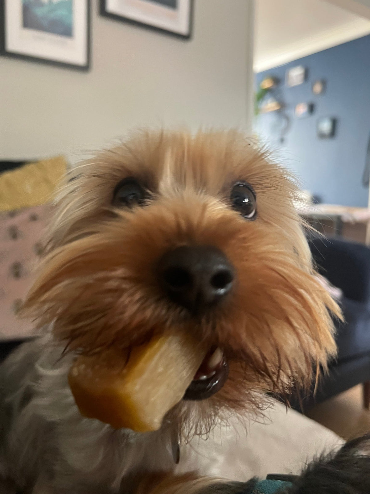 Yak Chew - Dogs Go Shop Natural Dog Chew - Grain & Gluten Free